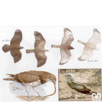 گونه عقاب مارخور Short-toed Eagle